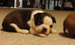 REGISTERED MALE Boston Terriers black/white x3. DOB: 8/29/11. Will be ready OCT 3. Pups will be shot/wormed before pickup. Also have a reg female red/white 7 months for $200.