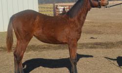 Beautiful registered Bay Paint Filly will be year old April 23,2014. She is a bay solid with 4 black legs, and palomino color in main and tail. &nbsp;Sire: Juno Docs Double Palomino and Dam: J Bars Macarena.&nbsp;
&nbsp;