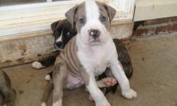 8 Registered Pitbull puppies. 4 female 4 male.
4 brindle (2 male&2female), 2 gray meral (male&female), 1 white with brown patches, 1 tan with white.
bloodline - Colby/Watchdog.
864-270-1744