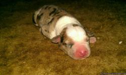 puppies born August 1st, 2012 2 red merels male and female 1 buckskin male and 1 blue merel female $300 Firm taking deposites now parents on site will be XLRG size pitbulls, puppies will be ready in October calls only
&nbsp;
LOCATED
