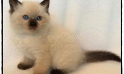 I have several ragdolls to pick from some adults prices do very for more info go to:
www.RagDahls.com
age approperate shots
comes with a goodie bag starter food and toys and much much more.
&nbsp;
Blue mitted is prefect show kitty/breeder asking $1800.00