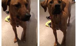 Lucy is a 2 year old Rhodesian Ridgeback mix. She was rescued from the Atlanta Humane Society. She knows basic commands, is crate trained, and house trained. She's very playful and gets along with dogs and people.