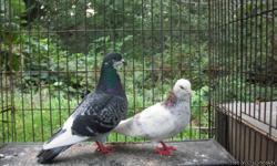 Three roller pigeons. 2 white and brown females, 1 grey male. I will deliver within a reasonable distance.