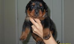 Rottweiler Puppies AKC registered, $700, Born Dec. 11th, champion bloodlines, parents on site, tails docked, dewclaws, current vaccination accepting deposits 407-621-3300 Victorville