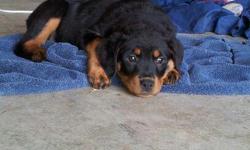 Rottweiler Pups For Sale. Born 09/15/2012. Full blooded, dew claws removed, tails docked, up-to-date on shots, dewormed. Call for more information --.