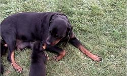 5 beautiful rotties 3 girls 2 boys. born june 30,2010 parents on site (nala and brick) even brick's mom 3 generations. these pups will be very smart and mild manner. mom and dad is highly trained. lots of police dogs come from this pair. must see to