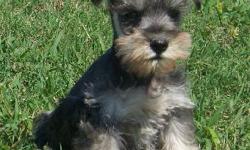Schnauzer Pups that need a great home. They are Salt & Pepper Mix!! Call me if you have any questions
512-351-5212