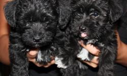 Schnoodle Puppies (Toy Poodle/Mini Schnazer Mix) 2 Girls (Black w/a little white on chest) 2 Boys (White w/Black Spots) 6 Weeks Old, 1st shot and dewormed every 2 weeks. Tails docked and declaws removed. GREAT with kids and DO NOT SHED. Will be approx. 5