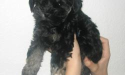 2 Males left. Schnoodle/Yorkie mix born October 6, 2012. One is all black, the other is black with tan paws and eyebrows. The coloring may change as they get older. Very friendly and have been held since birth and played with. Very accustomed to people.
