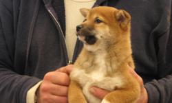 I have several litters of Shiba Inu pups to pick from Males $500.00 Females $550.00
Go to www.jrtjohn.com my web site to see pictures and prices.