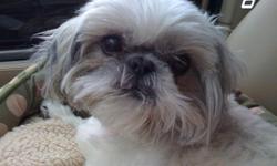 6 year old Shih-tzu is in need of a loving home. He prefers to be in a home with no small children. He is adorable, loving, funny. He has been a very important part of our home for 6 years and we are very upset to have to find a home for Snowball. If you