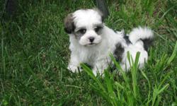 4 girls 7 weeks old ready to go on March 20 with first shots and dewormed. They are raised in a family environment, smart, playful, good with children and non-shedding. Parents on sight. Mom is shih-tzu/coton de tulear and dad is purebreed coton de