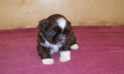 Taking deposits on a 5 week old AKC male Shih Tzu. Chocolate and white, non shed, small size. Price $300 Comes with a health guarantee.