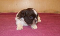 Rare AKC registered chocolate and white male Shih Tzu. 7 weeks old, non shed, healthy. Comes with first shots and health guarantee. Contact Forrest 931 670-5931