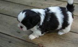 6 week old shih tzu puppies with ckc pappers, black and white 1 female 4 males very cute and small