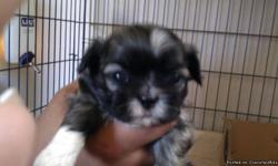 Light brown Shih Tzu puppies ready to go home! Vaccinated. Full bred. 3 females. 1 male.
These puppies are not registered but are full bred.
UPDATE: ONLY 2 FEMALES LEFT