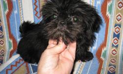 PUREBRED - (2) solid black shihtzu female pups 4 months old - I had a litter of 8 blacks these two are the last to go... all shots except rabies BIG SAVINGS FOR YOU. PAPER TRAINED. Will not be big girls.
no papers... momma slipped in with the boys so we