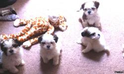 7 WEEK OLD PUPS
READY FOR NEW HOMES BY END OF JUNE!!
RESERVE YOUR CUTE SHIH TZU PUPPY TODAY!!
$150 NON-REFUNDABLE DEPOSIT TO HOLD YOUR PUPPY
NO PAPERS
PUPS COME WITH 1ST SHOTS
PARENTS ON SITE
2 MALES LEFT $400 EA.
PARENTS ARE PICTURED