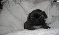 I have a absolutly beautiful little girl . She is very loving and is so sweet ! Rare color in a shihtzu. dont see this color to often Vet checked and first shots and worming 561-881-3326