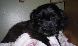 We have beautiful shipoo puppies(shihtzu/poodle) these puppies DO NOT shed and are very loving and gentle. they are great with kids as they love to be held! .They have had there first shots and worming and are ready for a new home 937-726- two one eight