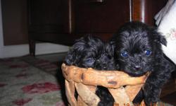 We have male and female shipoo puppies. These puppies are very loving and so precious, they love to be held and are very gentle. They are home raised. They are ready for new loving forever homes and will have there first shots and worming. Males are