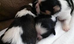 I HAVE 2 BOYS AND 2 GIRL SHIHTZU PUPPIES
BORN: MARCH 24TH 2015
ALL PUPS ARE BLACK AND WHITE&nbsp;energetic, walking and socializing properly ,&nbsp;will make a&nbsp;great companion for any&nbsp;warm hearted loving&nbsp;family.&nbsp;MOTHER AND FATHER ARE