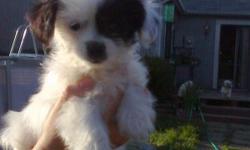 9 week old 1 female left, beautiful, allergy free yorkie shih tzu mix designer breed SHORKIE puppies. Hurry they are going fast!
Angie 317-405-7439 southside indianapolis