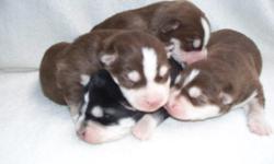 AKC CKC double registered pure bred siberian husky puppies. I have 1 red/wh female, 2 red/wh males and 1 blk/wh male. Puppies should have double blue eyes. They will have 1st shot and be dewormed by pick up. a deposit will hold the puppy of your choice