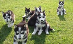 All our puppies are reared with
the family home, are well socialised with young children and
other animals, are used to a busy hectic family home, and will
make excellent pets in any household.
(917) 725-5975 text me for more details.
&nbsp;