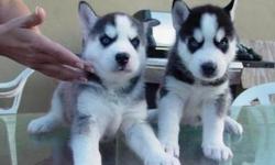 We Have Adorable AKC purebred Siberian husky Puppies with Cute baby doll faces. Males and Females. They Are Very Playful and Smart. Their names describe their appearance. All Puppies are as Beautiful. They Are Pure White With Black Points. All puppies