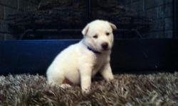 Male white with blue eyes AKC registered