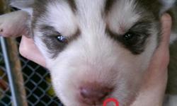 Siberian Husky Puppies. Registered purebred babies. I have variety of colors. Males and females available. Will have shots and dewormed. Healthy and beautiful. Call/text for more info. 828-284-3963