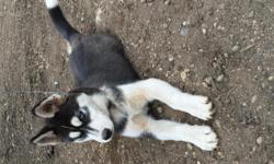 My family is selling our Siberian husky puppy. He is 14 weeks old, purebred comes with papers from the breeder. He comes with an American kennel club kennel 10x10x5 cost $400 , he is lisenced and comes with a large bag of good dog food. He is a great