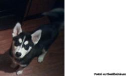 Male, black and white Siberian Husky puppy for sale (last one of the litter!!).&nbsp; He is 4 months old and has 1st set of vaccinations (documentation available for records).&nbsp; He was from a litter of 4, both parents are black and white Siberian