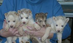beautiful husky pups ready to go 11-15-10. just in time for christmas. blue eyes, ckc registered. call for details. 336-593-2241 or email steve_underwood60@hotmail.com