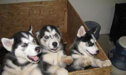 I have one male and one female Siberian Husky pup for sale. They are 8 weeks, wormed, and have first set of shots on board. Pics available. Mom on site, pics of mom available as well.