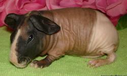 GORGEOUS SKINNY PIGS AND GUINEA PIGS AVAILABLE.. CHECK OUT MY WEBSITE
www.midnightsuncaviary.com