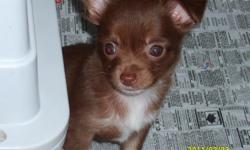 ckc 10 week old male chocolate/white longhair-beautiful coat & apple head-small , should mature at 4-5 lbs.-comes with ckc reg. papers, toy, food, puppy kits, & health records(dewormed & utd shots)-on small size with nice head-$250.00-cash only-located in
