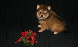 Small Pomeranian Puppy available now.&nbsp;
male.&nbsp;
Born 10/11/12.
CKC reg.&nbsp;
Toy size &nbsp;9 lb as his adult size.&nbsp;
Current on vaccines.&nbsp;
1 year Health Guarantee.&nbsp;
Raised in my home, playful and so...cute!&nbsp;
Call Dee &nbsp; --