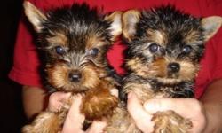 Socialized male and female teacup yorkie puppies.They will be coming with all necessary document,contact via Text or email for more details. () -