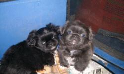 Ready Now! 2 male Pekingese puppies. 8 weeks old-
Rare, 1-black & 1-blue. Written health guarantee,parents on site, shots and worming up to date. These puppies have been raised completely inside. They run around the house, go to wee wee pads to potty, and