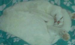 Solid white male cat needs a new home because a family member is allergic to him. He has gorgeous green eyes, 1 1/2 years old. He has been neutered. Caesar has never lived outside, but he likes to go out. Gets along well with children, dogs, and other