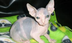 Sensational Sphynx has babies. We have blue torties, cream & whites, calico's, tuxedos, blue vans, and more. Our kittens are all CFA registered and are ready to go home. Each kitten is heavily spoiled and socialized with children. They will come up to