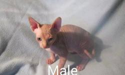 We have one male RED . Born on Aug.29,2014 very sweet and great with kids and other pets. Male was 900 reduced to 700. There is no contract on this kitten. Call 704 248 1147