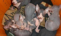 Sphynx kittens for sale. 6 kittens were born 10/30/12. Kittens will be ready at the age of 12weeks to go to their new homes. Kittens come with first shots, d-worming, health record and registration papers. I am now taking $300 deposits to reserve your