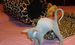 Sphynx Kittens - TICA Registered - Born October 15, 2010 - Beautiful babies, sweet and playful, litter trained. They will have their shots and worming plus vet check before going to their new homes. They will be ready before Christmas. If you would like