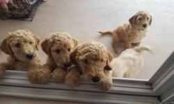 Gorgeous family raised pure bred standard poodle puppies ready for their new homes.
Vet checks and vaccinations and deworming done.
They are well socialized by my family and mother of puppies is with them.
Health report from vet will be provided.
We only