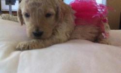 I have Standard Poodle puppies awaiting their new forever home.&nbsp; They were born on July 7th and will be ready to go home September 1st. We are taking deposits now.&nbsp;&nbsp;Call me at 870-203-0622 for more pictures and details. Mother and father