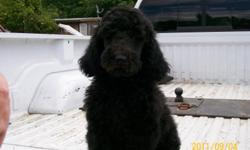 4 month old standard poodle puppy Black has had all of his shots,wormed and just clipped and groomed. he is purebred i own mom and dad, mom isn't AKC registered but dad is.Loves to play in the water hose and with the cat's and other dog's. He is a very