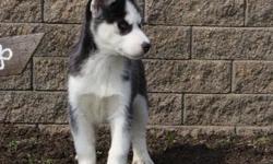 Gorgeous Blue Eyes Siberian Husky Puppies For sale.They will make great family pets and are good with children and other home pets. Ready now for a good, new home. Their shots are up to date and dewormed.
